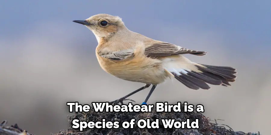 The Wheatear Bird is a Species of Old World