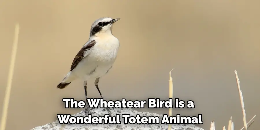 The Wheatear Bird is a Wonderful Totem Animal