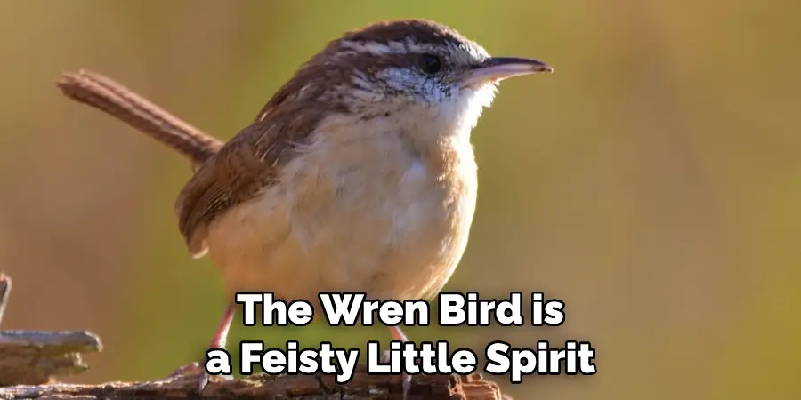 The Wren Bird is a Feisty Little Spirit 