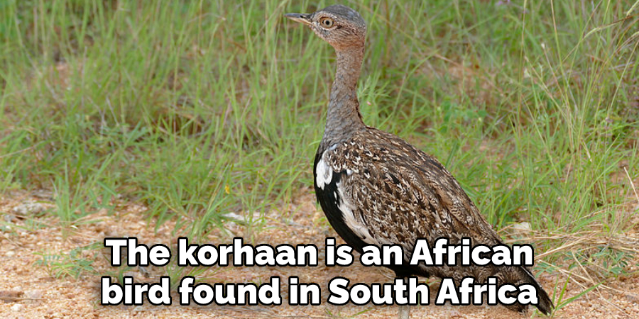 The korhaan is an African bird found in South Africa