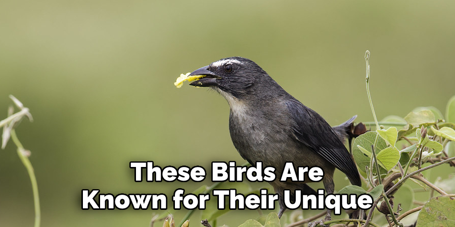 These Birds Are
Known for Their Unique
