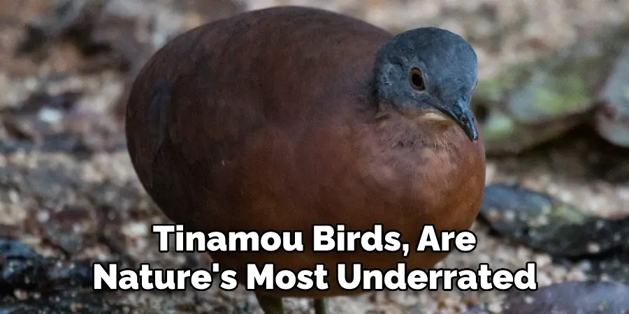 Tinamou Birds, Are 
Nature's Most Underrated