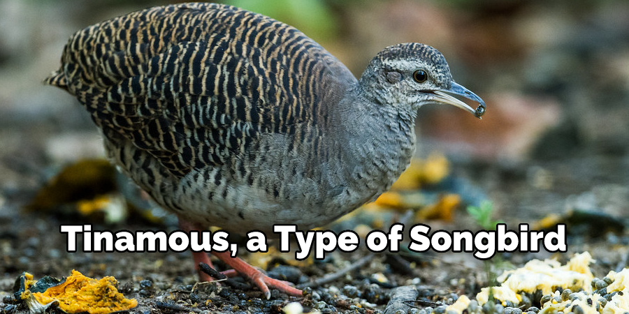 Tinamous, a Type of Songbird 