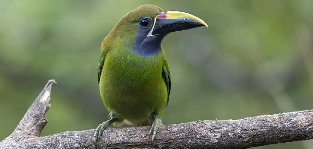 Toucanet Spiritual Meaning, Symbolism and Totem