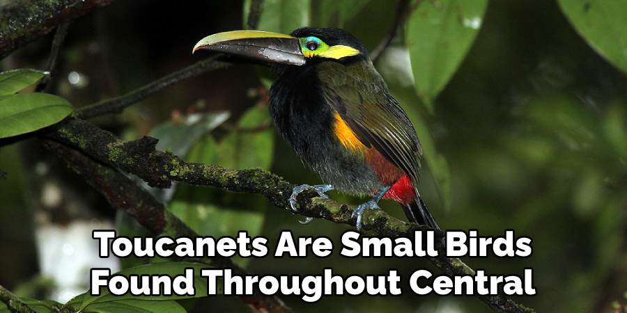 Toucanets Are Small Birds Found Throughout Central