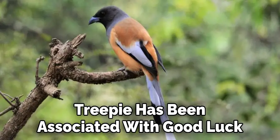 Treepie Has Been
Associated With Good Luck