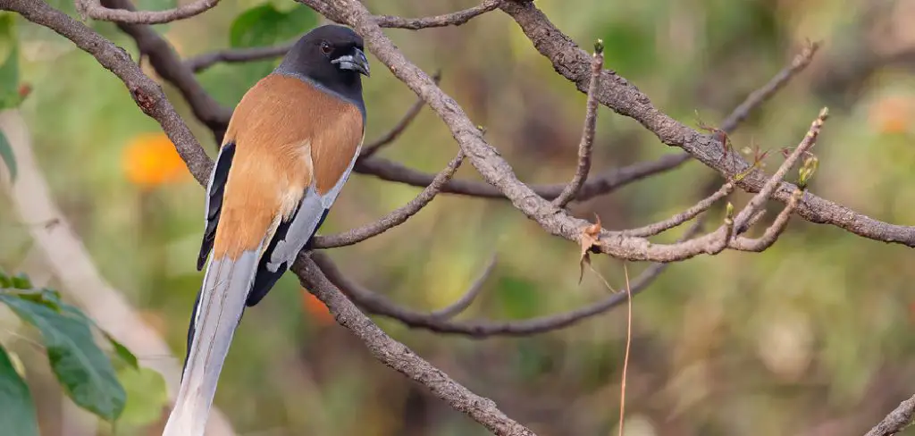 Treepie Spiritual Meaning, Symbolism, and Totem