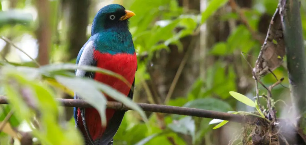 Trogon Spiritual Meaning, Symbolism and Totem