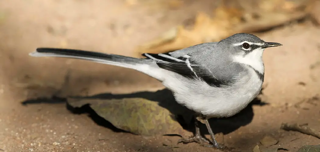 Wagtail Spiritual Meaning, Symbolism and Totem