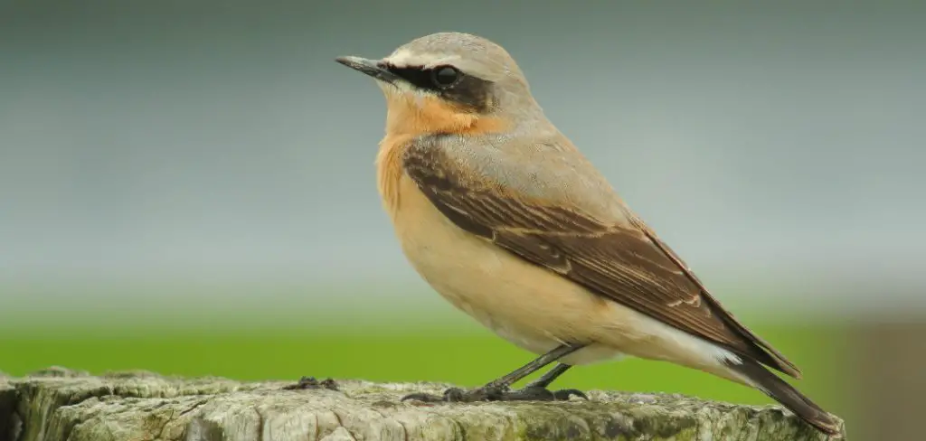 Wheatear Spiritual Meaning, Symbolism and Totem