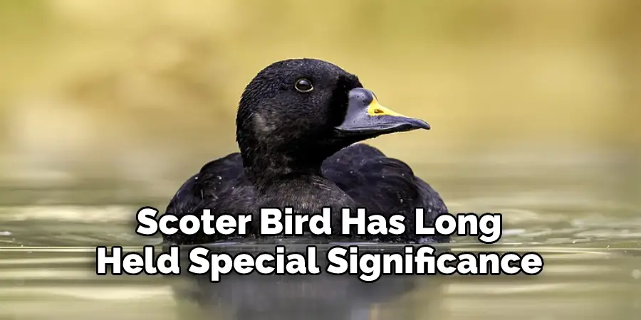 scoter bird has long held special significance