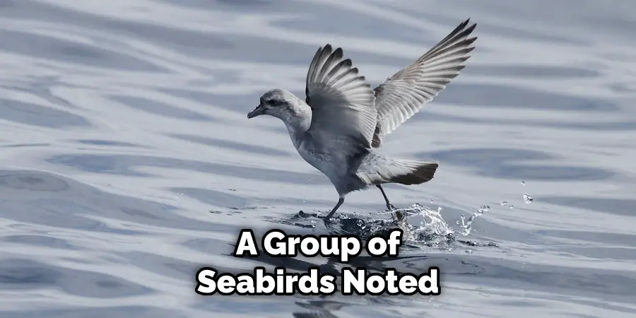 A Group of Seabirds Noted