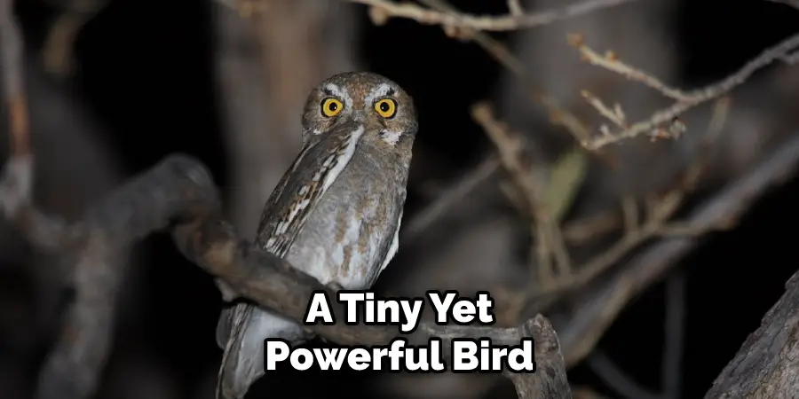 A Tiny Yet Powerful Bird
