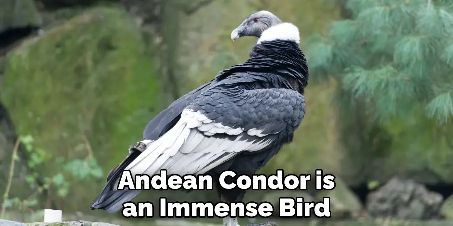 Andean Condor is an Immense Bird