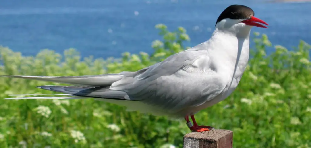 Arctic Tern Spiritual Meaning, Symbolism and Totem