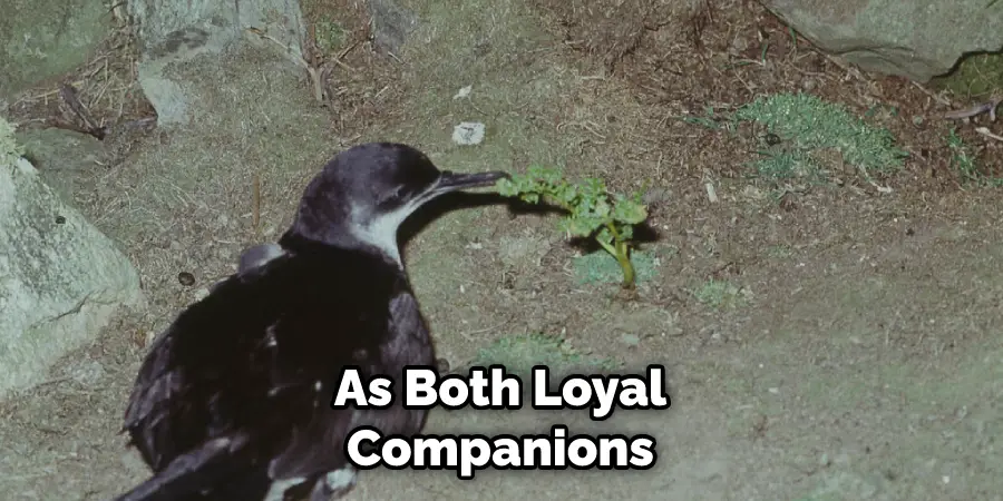 As Both Loyal Companions