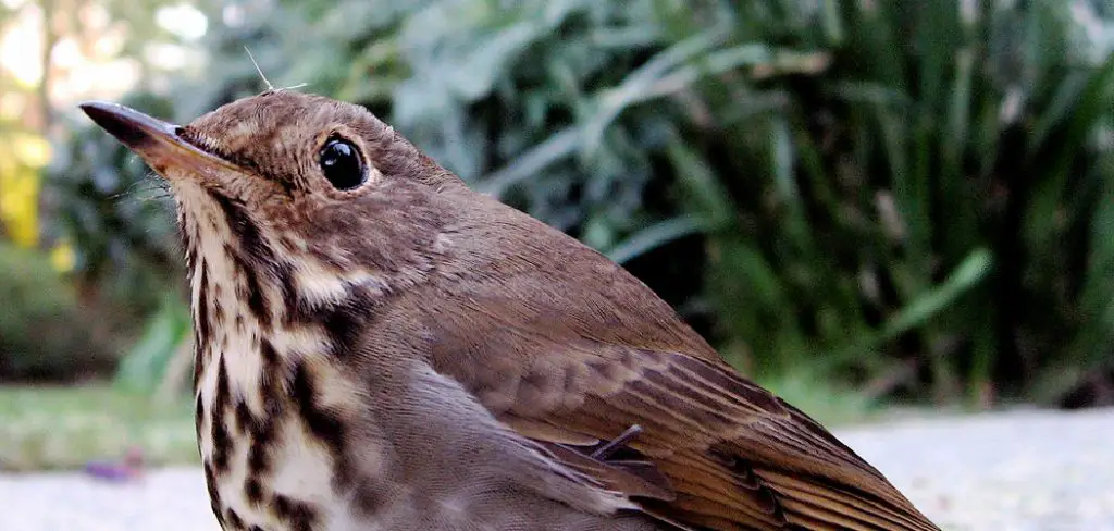 Avian Spiritual Meaning, Symbolism and Totem