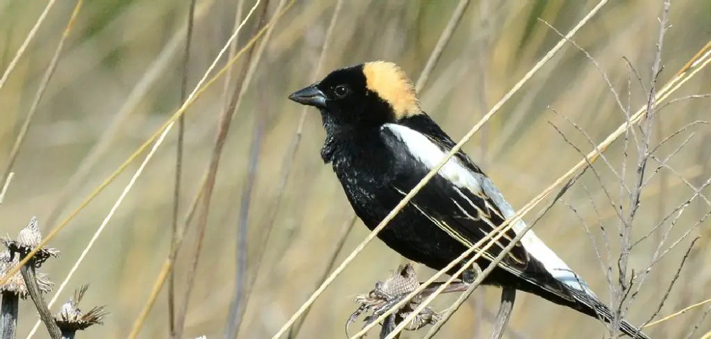 Bobolink Spiritual Meaning, Symbolism and Totem