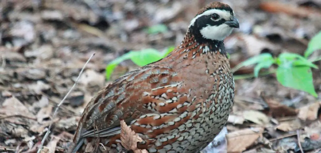 Bobwhite Spiritual Meaning, Symbolism and Totem