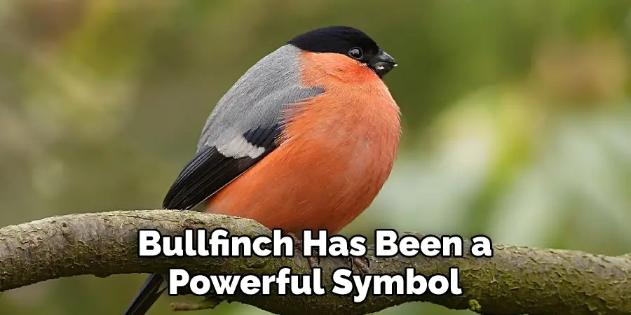 Bullfinch Has Been a Powerful Symbol