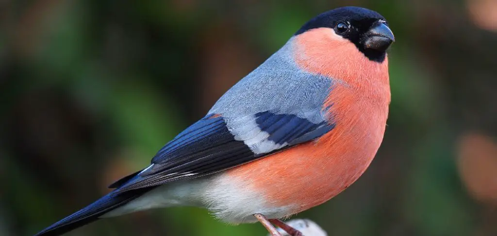 Bullfinch Spiritual Meaning, Symbolism and Totem