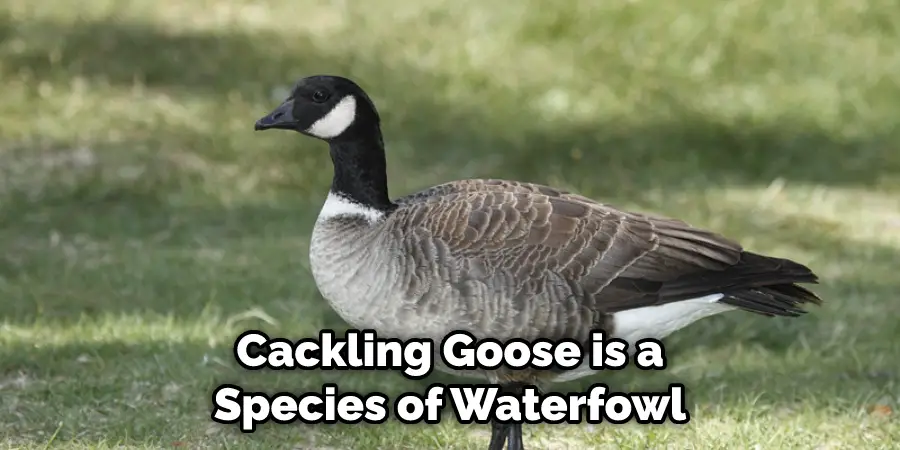 Cackling Goose is a Species of Waterfowl