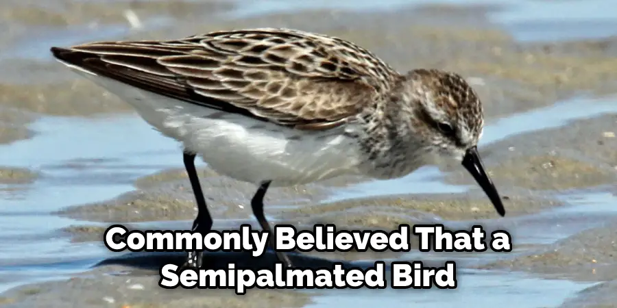 Commonly Believed That a Semipalmated Bird