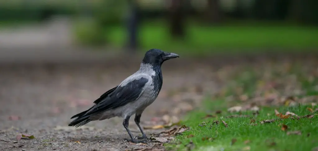 Crow Spiritual Meaning, Symbolism and Totem