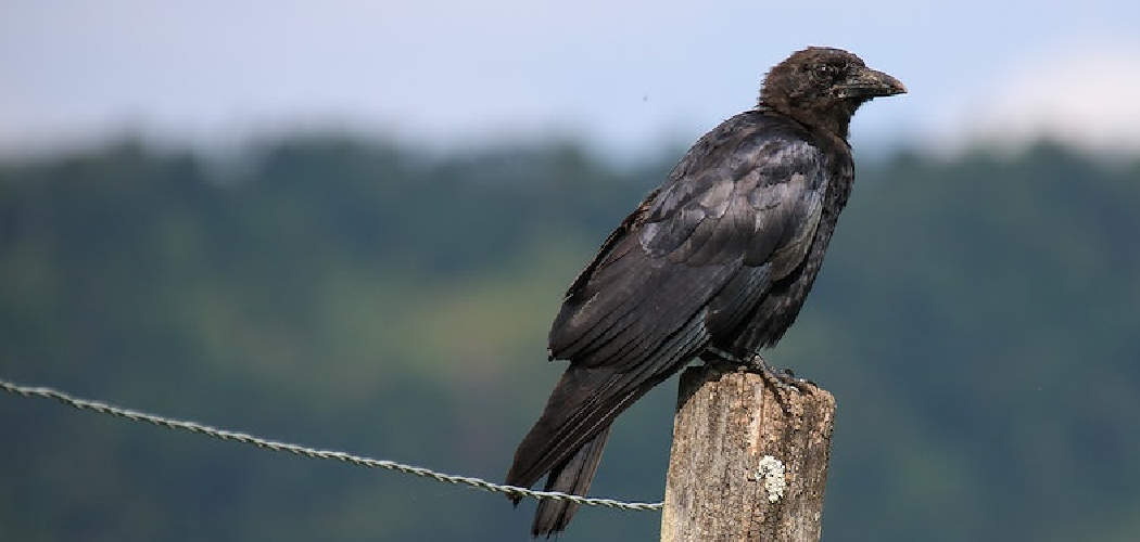 Crow Spiritual Meaning, Symbolism and Totem