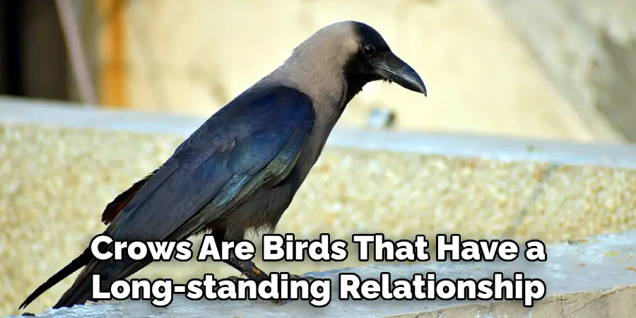 Crows Are Birds That Have a Long-standing Relationship