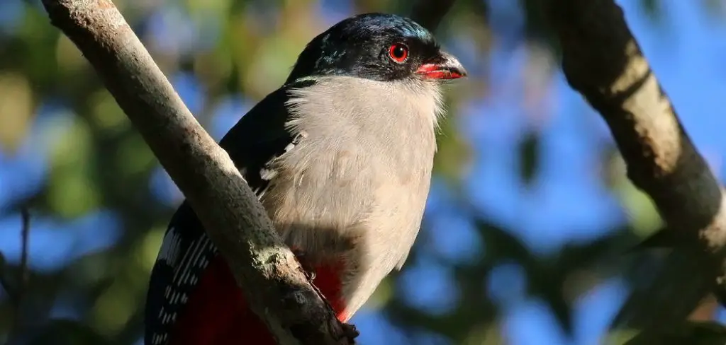 Cuban trogon Vector Art Stock Images  Depositphotos