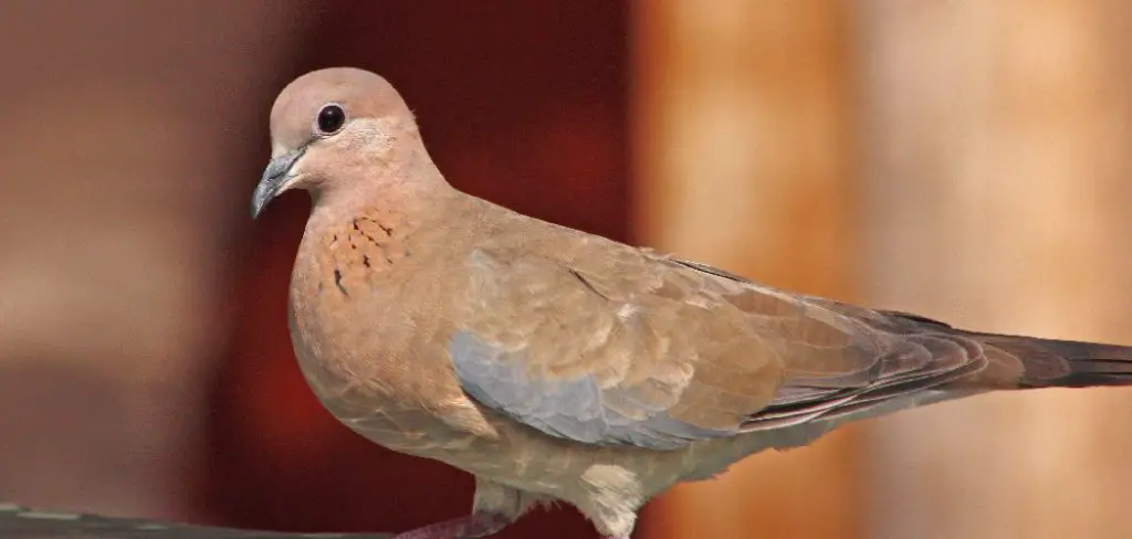 Dove Spiritual Meaning, Symbolism and Totem