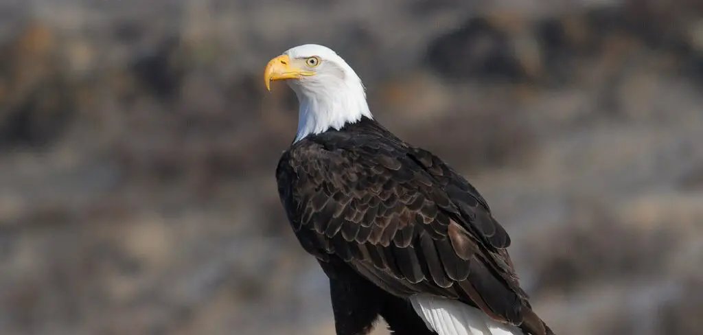Eagles Spiritual Meaning, Symbolism and Totem