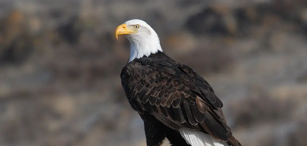 Eagles Spiritual Meaning, Symbolism and Totem