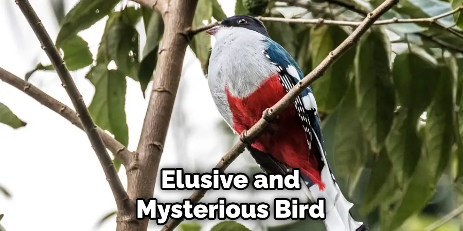 Elusive and Mysterious Bird