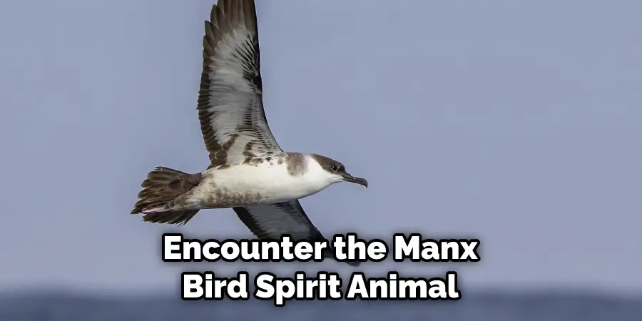 Encounter the Manx Bird Spirit Animal