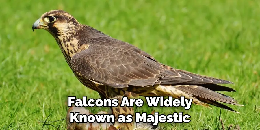 Falcons Are Widely Known as Majestic
