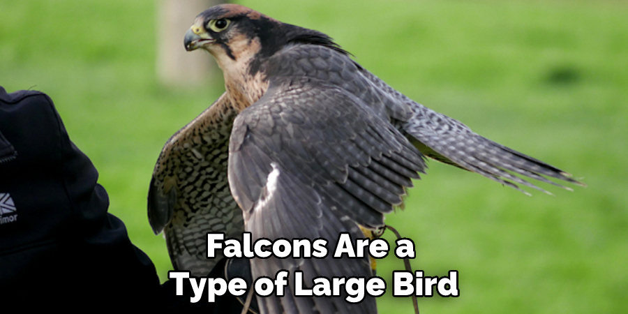 Falcons Are a Type of Large Bird