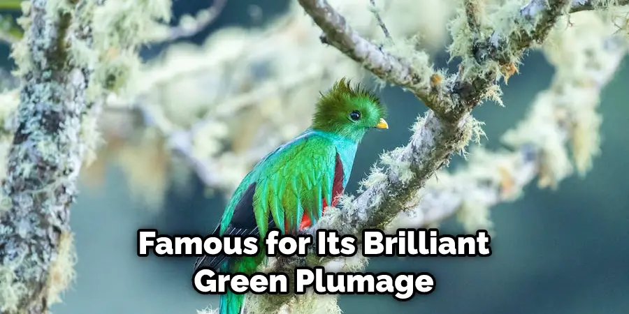 Famous for Its Brilliant Green Plumage