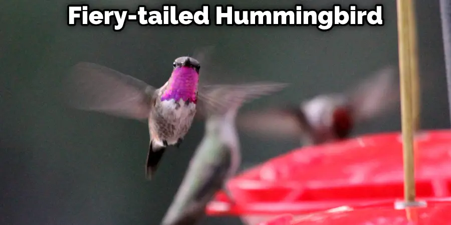 Fiery-tailed Hummingbird