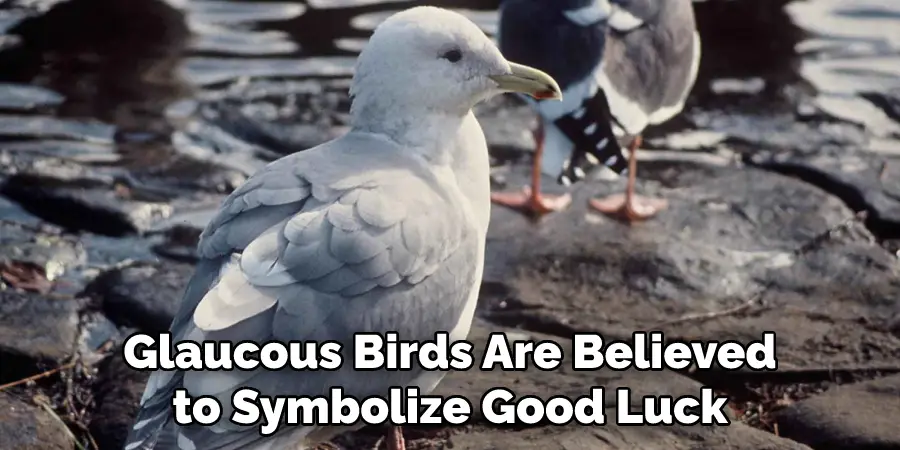 Glaucous Birds Are Believed to Symbolize Good Luck