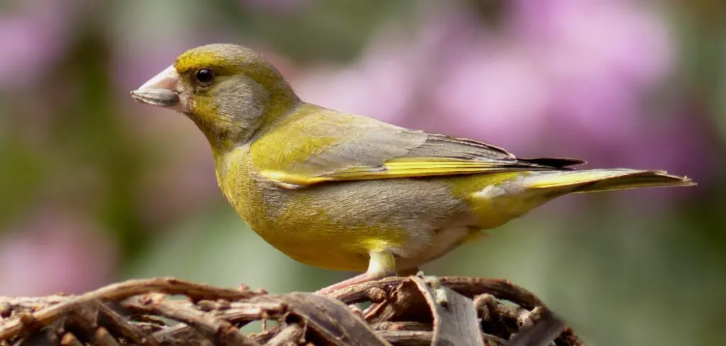 Greenfinch Spiritual Meaning, Symbolism and Totem