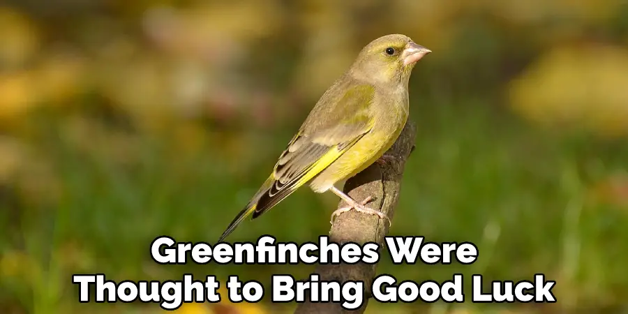 Greenfinches Were Thought to Bring Good Luck