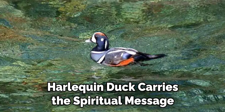 Harlequin Duck Carries the Spiritual Message