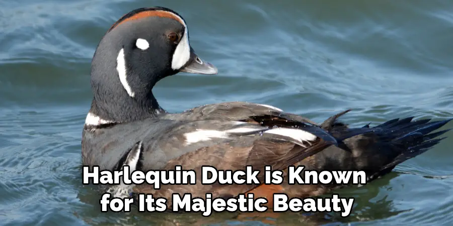 Harlequin Duck is Known for Its Majestic Beauty