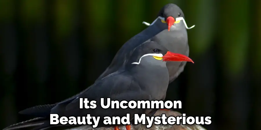 Its Uncommon Beauty and Mysterious