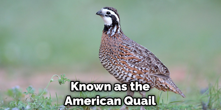 Known as the American Quail