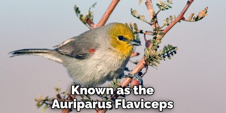 Known as the Auriparus Flaviceps