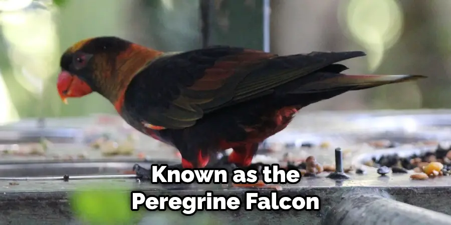 Known as the Peregrine Falcon