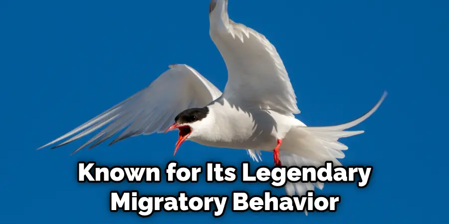 Known for Its Legendary Migratory Behavior